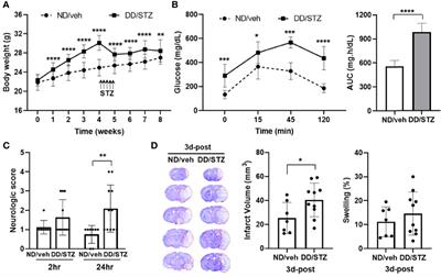 Dysregulated Hypothalamic–Pituitary–Adrenal Axis Is Associated With Increased Inflammation and Worse Outcomes After Ischemic Stroke in Diabetic Mice